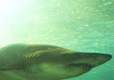 Aquarium! - Shark 5 - February 2003