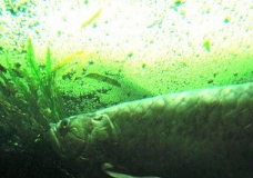 Aquarium! - Fishy - February 2003