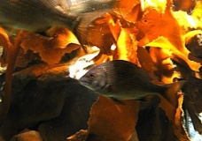 Aquarium! - Fishies 1 - February 2003