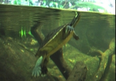 Aquarium! - Toitey 2 - February 2003