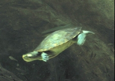 Aquarium! - Toitey 3 - February 2003