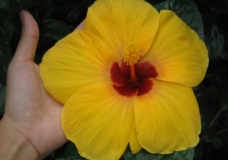 fleur