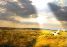 Sun-Angel & Wheat - April 2002