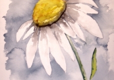 Daisy
