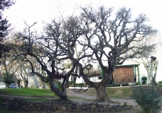 Arboles de Colonia I