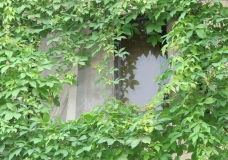 نافذتي الخضراء - My Green Window