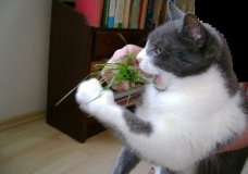 Muri eating grass
