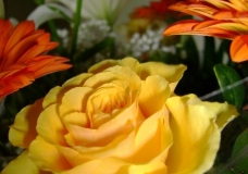A yellow rose 1.