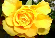 A Yellow Rose