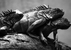 Iguana