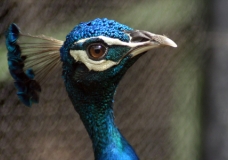 Indian Peacock - Male