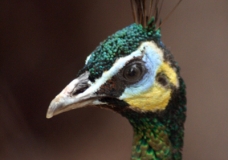 Indian Peacock - Female