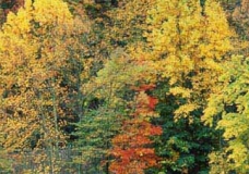 How oour natural enviroment is.