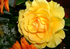 Yellow Rose 3.