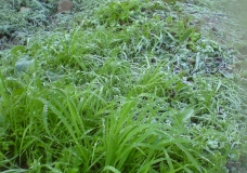 khuiratta