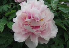 Pink flower