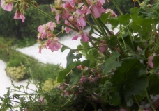 Flowers in hail