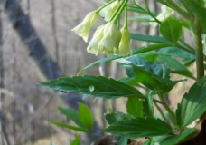 Flower at St. Primoz