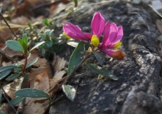 Flower from St. Primoz