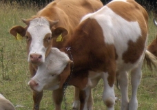 Cow love