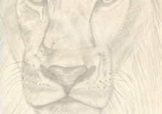 Lion's head
