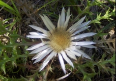 Carline Thistle