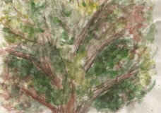 Healthy Tree