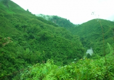 The Forest of Aruranchal Pradesh