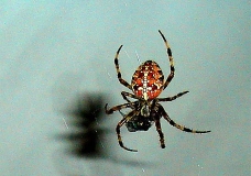 SPAIDER MESH