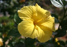 Debbieh Flower