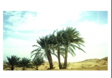 Nature in Egypt