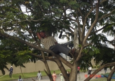 The Balancing Act: Sleeping on a tree
