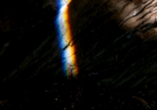 The Rainbow and the Tree