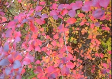The colours of autumn