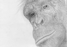 Chimp Personhood