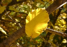 Leaf falling from a hazelnut bush