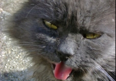 Miaow