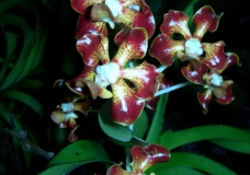 Orchid, Red