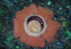 The Biggest Flower in the World