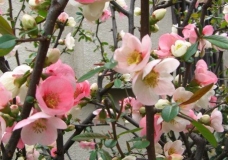 Full Bloom, Cherry blossoms 2007