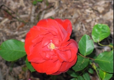 fleur