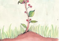 Beanstalk Apple Tree