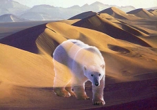 animal