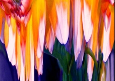 Dallia Abstract One