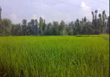 Lush Green!!