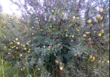 Time to Ripe