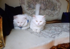 Cats
