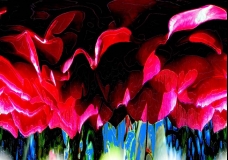 Big Red Rose Abstract