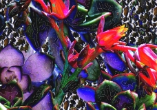 Cactus Abstract