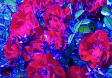 Red Rose One Abstract
